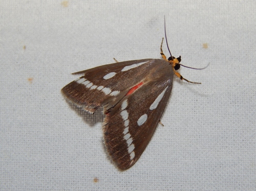 Calesia zambesita