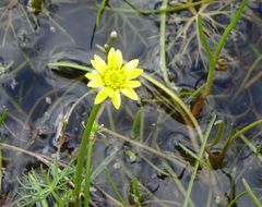 Ranunculus inundatus
