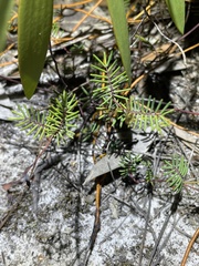 Gompholobium pinnatum