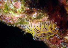 Halgerda johnsonorum