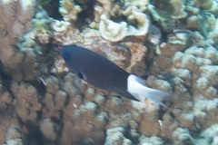 Pycnochromis margaritifer