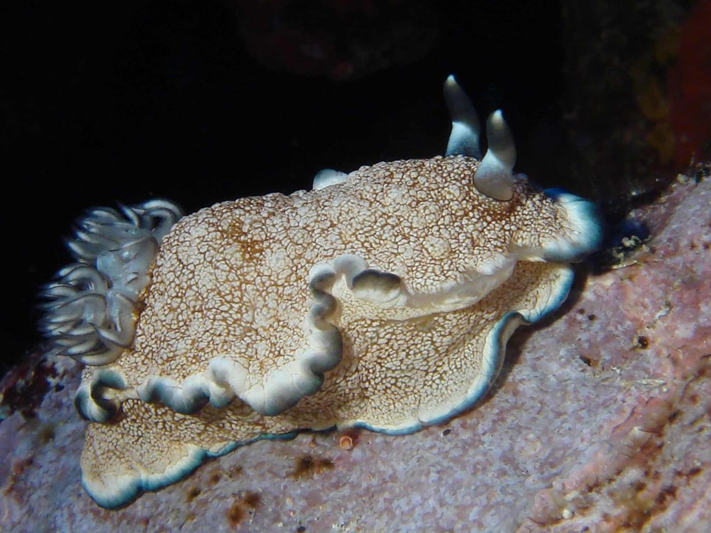 Ardeadoris pullata