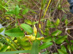 Eriosema simplicifolium