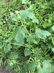 Phacelia malvifolia