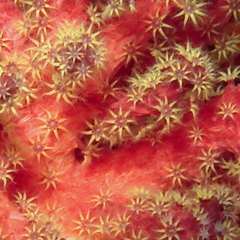 Chironephthya