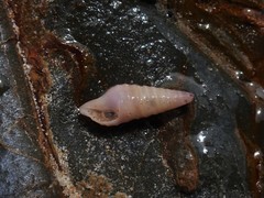 Pulsarella cognata