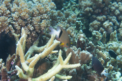 Plectroglyphidodon dickii