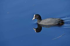 Fulica atra