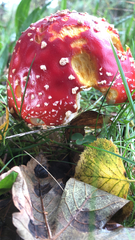 Amanita muscaria