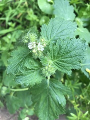 Phacelia malvifolia