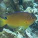 Spotted-cheek Damselfish - Photo (c) Mark Rosenstein, some rights reserved (CC BY-NC), uploaded by Mark Rosenstein