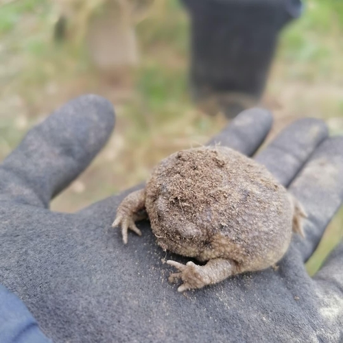 Breviceps gibbosus
