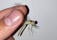 Sympetrum arenicolor