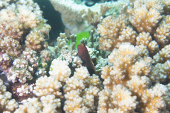 Cirripectes stigmaticus