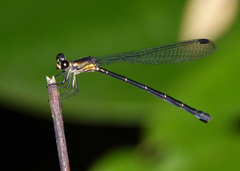 Lestoidea