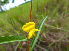 Eriosema simplicifolium
