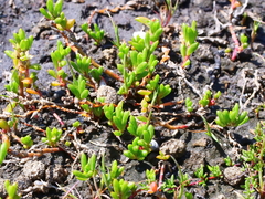 Hemichroa pentandra