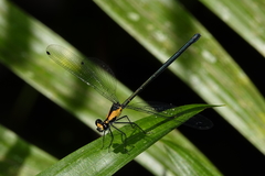 Austroargiolestes aureus