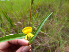 Eriosema simplicifolium
