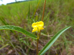 Eriosema simplicifolium