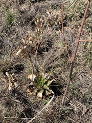Aloe greatheadii