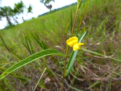 Eriosema simplicifolium