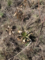 Aloe greatheadii