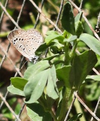 Zizeeria karsandra