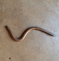 Scelotes mossambicus