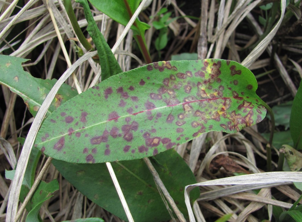 Ramularia bistortae