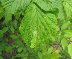 Phyllactinia guttata