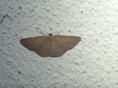 Epicyme rubropunctaria