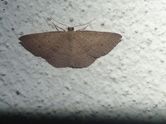 Epicyme rubropunctaria