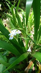 Iris japonica