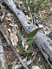 Eucalyptus macrorhyncha