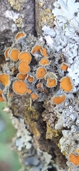 Lecanoromycetes