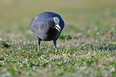 Fulica atra