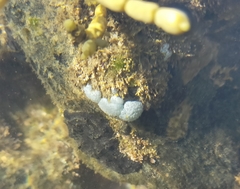 Polycitoridae