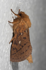 Pharmacis aemilianus