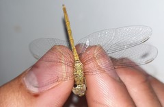Sympetrum arenicolor