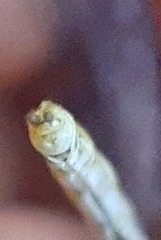 Sympetrum arenicolor