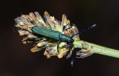 Hypocrites scabriusculus