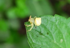 Thomisus