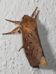 Pharmacis aemilianus