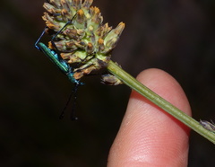 Hypocrites scabriusculus