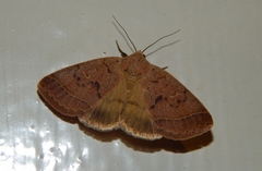 Lepidoptera