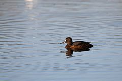 Aythya fuligula