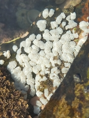 Polycitoridae