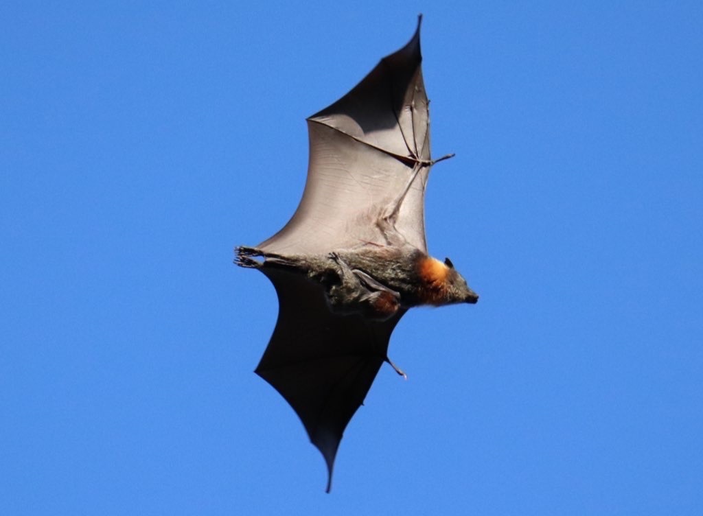 Lombok Flying-fox (Pteropus lombocensis) · iNaturalist