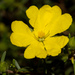 Hibbertia devitata - Photo (c) Tim Hammer, some rights reserved (CC BY-NC), uploaded by Tim Hammer